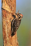 Ladder-backed Woodpecker